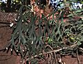 Staghorn Fern Platycerium willinckii (7881230044)