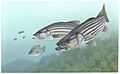 Striped bass