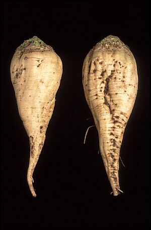 SugarBeet