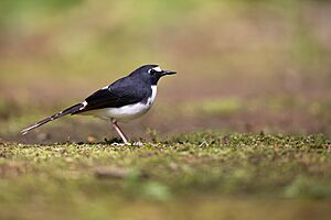 Sunda Forktail 0A2A5027.jpg