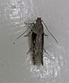 Symmetrischema tangolias