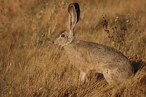 Tailed jackrabbit lepus californicus rabbit.jpg