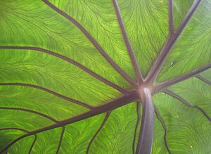 Taro leaf underside, backlit by sun