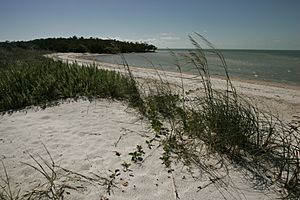 Ten Thousand Islands National Wildlife Refuge - Beach shore line and vegetation