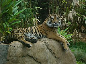 Tiger in San Diego Zoo Safari Park