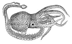 Tremoctopus violaceus5 (rotated)