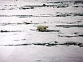 Ursus maritimus walks over ice