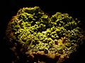 WLA hmns Pyromorphite 3