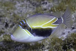 Wedgetail Triggerfish, juvenile - Rhinecanthus rectangulus (10913246303)
