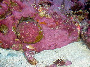 A live individual of Haliotis sorenseni, left of center. The shell and the rock are covered with red coralline algae.