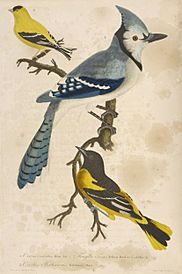 Wilson, Alexander, 1766-1813 - American ornithology - Plate 1