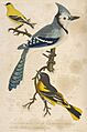 Wilson, Alexander, 1766-1813 - American ornithology - Plate 1