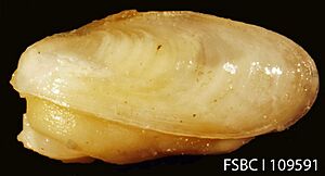 Winged Chimney Clam (11670624063)