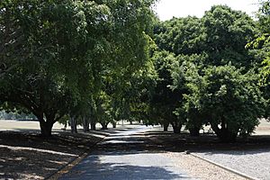 Yeronga Park tree drive 1a