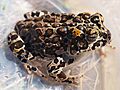 Yosemite toad female (Tuolumne County)