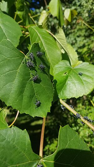 Young Spotted Lanternflies on Fox Grapes in Berks County, Pennsylvania