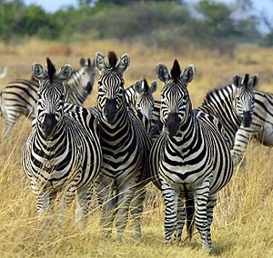 Zebra Botswana edit02