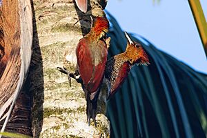 0A2A4153 Banded Woodpecker.jpg