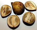 2014-10-15 Lansium domesticum anagoria2
