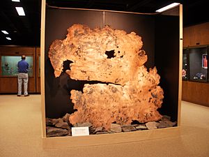 A. E. Seaman Mineral Museum copper display