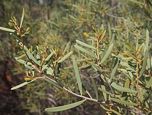 Acacia sibirica foliage and flower buds