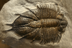 Acanthopyge fossil cropped