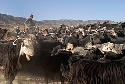 Afghan shepherd and his flock.jpg