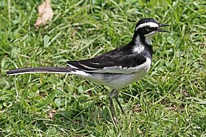 African pied wagtail (Motacilla aguimp vidua).jpg