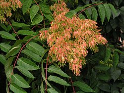 Ailanthus-altissima