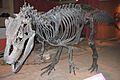 Allosaurus fragilis USNM4734