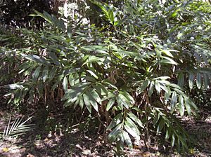 Alpinia caerulea plant