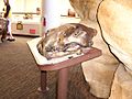 American lion skull bronze 0015
