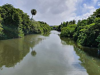 Anahulu River.jpg