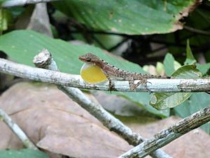 Anolis apletophallus 31736257.jpg