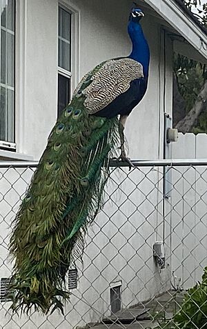 Arcadia Peacock (cropped)