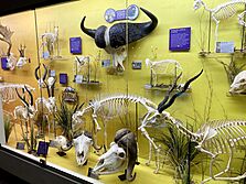 Artiodactyl Exhibit