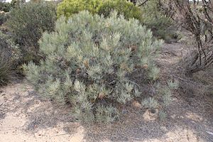 Banksia sphaerocarpa caesia 2 Nth Karlgarin NR