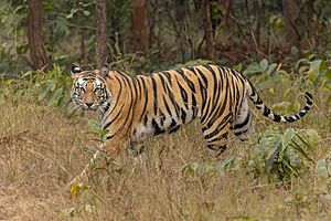 Bengal tiger in Sanjay National Park