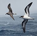 Bermuda Petrel From The Crossley ID Guide Eastern Birds, crop