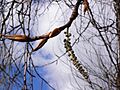 Black cottonwood male catkin and leaf buds