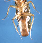 Blatella germanica cdc