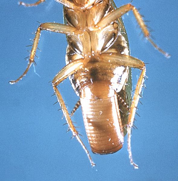 Blatella germanica cdc