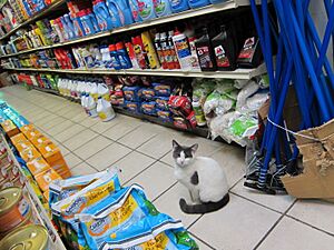 Bodega Cat Greenpoint