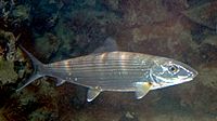 Bonefish Albula vulpes.jpg