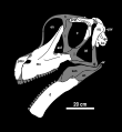 Brachiosaurus Skull Diagram