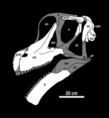 Image: Brachiosaurus Skull Diagram