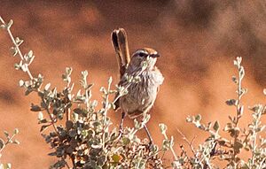 Calamanthus campestris (cropped2)