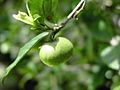 Camellia sinensis-fruto