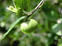 Camellia sinensis-fruto