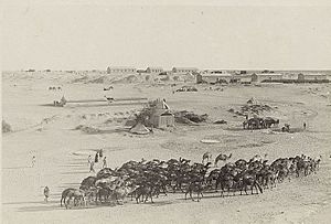 Camels at Maghdabah in 1915